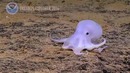Ученые открыли новый вид осьминога