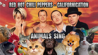 Red Hot Chili Peppers – Californication (Animal Cover)