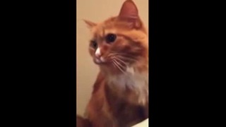 Неожиданная реакция кота на скоч