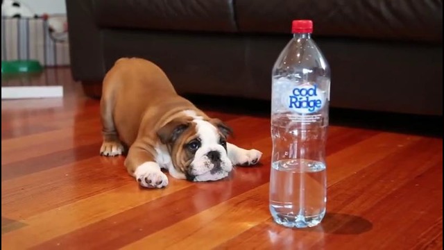 Щенок бульдога впервые увидел бутылку с водой