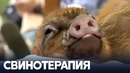 Кафе с минипигами – модное увлечение в Японии