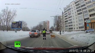 Челябинский полицейский помог хромой собаке перейти дорогу