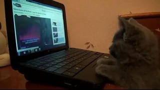 Funny Cat Watching Selena Gomez Video