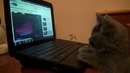 Funny Cat Watching Selena Gomez Video