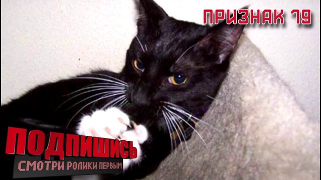 23 знака, которые означают, что ваш кот планирует убить вас