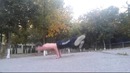 Street Workout Tashkent
