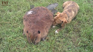 Самое трогательное видео в мире! попробуй не заплакать