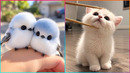 Cute Pets That’ll Make Your Brain Happy