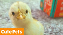 SO CUTE!! Funniest Animals of the Week | Funny Pet Videos