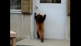 Прыгающая красная панда