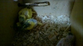 Птенчики играют в гнезде