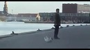 Нехитрая мудрость собачки