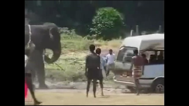 Слон против микроавтобуса
