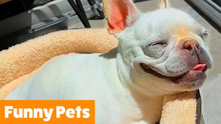 Silliest Cute Pets | Funny Pet Videos