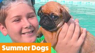 These Dogs Are Ready For Summer | Funny Pet Videos