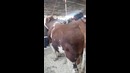 Бык весом в одну тонну