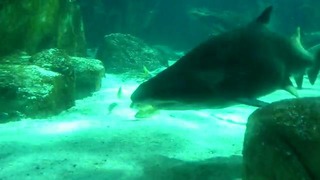 Суровая акула в аквариуме Истанбула