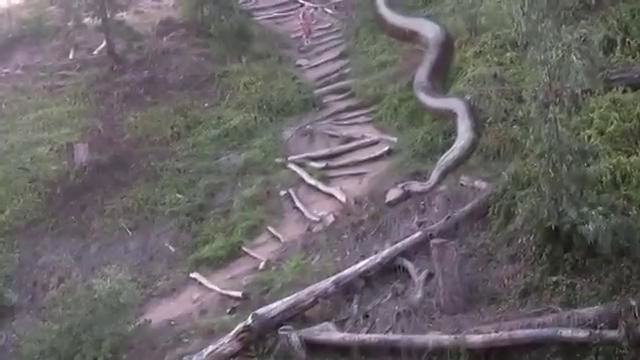 Вот это самая большая змея