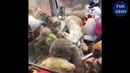 Лучшие приколы 2018 [Fun Army] Февраль