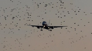 Аэропорт Внуково: Airbus A319 и Бесстрашные Птицы