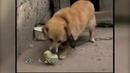 У Этой собаки золотое сердце