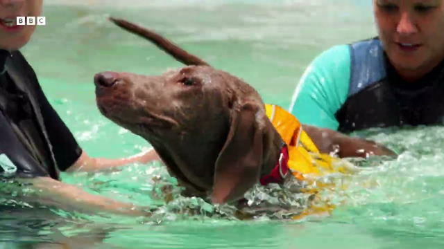 Anxious Dog Goes Swimming For The First Time | Wonderful World of Puppies | BBC Earth