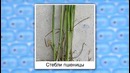 Биология – Ботаника – Класс Однодольные, семейство Злаки