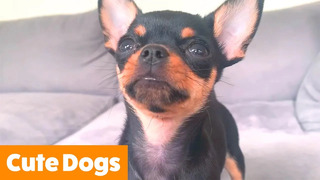 Funny Adorable Dogs | Funny Pet Videos