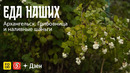 ЕДА НАШИХ. Архангельск: ГРИБОВНИЦА и НАЛИВНЫЕ ШАНЬГИ