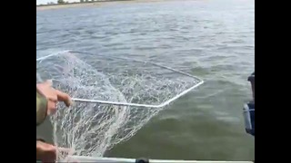 Рыбалка, крупный сом