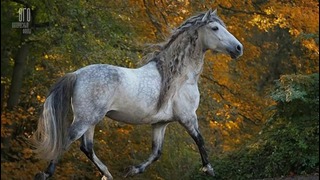 Самые красивые и невероятные лошади в мире #2