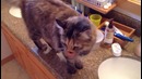 Meow