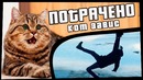 Кот завис | Потрачено