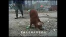 Свинка без задних ног умеет ходить на передних