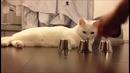 Кот играет в наперстки