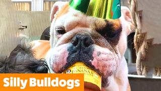 Cute Bulldog Bloopers & Reactions | Funny Pet Videos