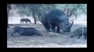 Носорог против кабана
