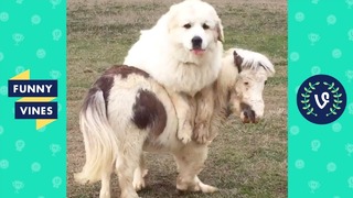 Try not to laugh – cute funny animals funny videos february 2019