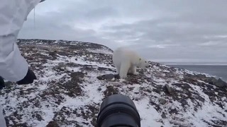 Как фотографируют белых медведей