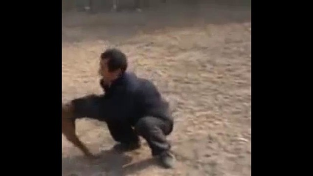 Супер тренировка собак в Китае