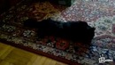 Кот после наркоза