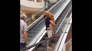 Когда ваша собака боится ездить на эскалаторе