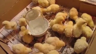 Кормление и пропой цыплят в первые дни жизни (броллеров и несушек)