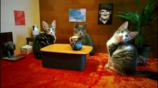 Коты стали главными героями конкурсной рекламы Nokia