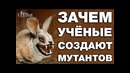 Топ 7 животных созданных человеком