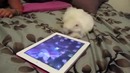 Животные и iPad