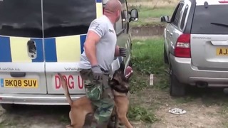 Так хоронят полицейских собак в америке. жизнь и служба собак в полиции