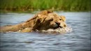 Nat Geo Wild (Official Video)