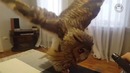 Best Pets of the Week | January 2018 Week 1