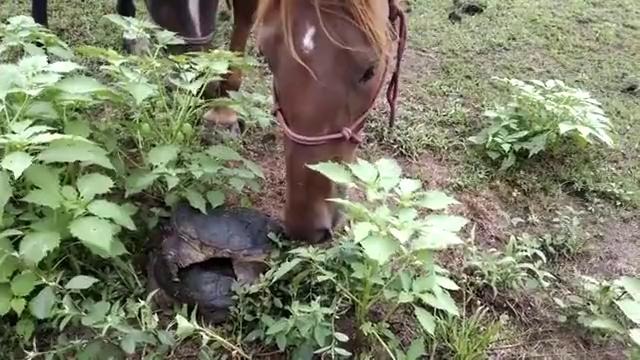 Лошадь и шустрая черепаха
